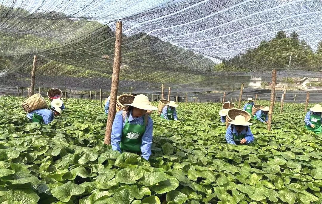 1723605209405354.jpg 1723605209405354.jpg